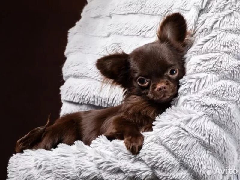 щенки шпица без родословной. щенки шпица. авито новосибирск собачки. авито новосибирск собачки. авито новосибирск собачки.