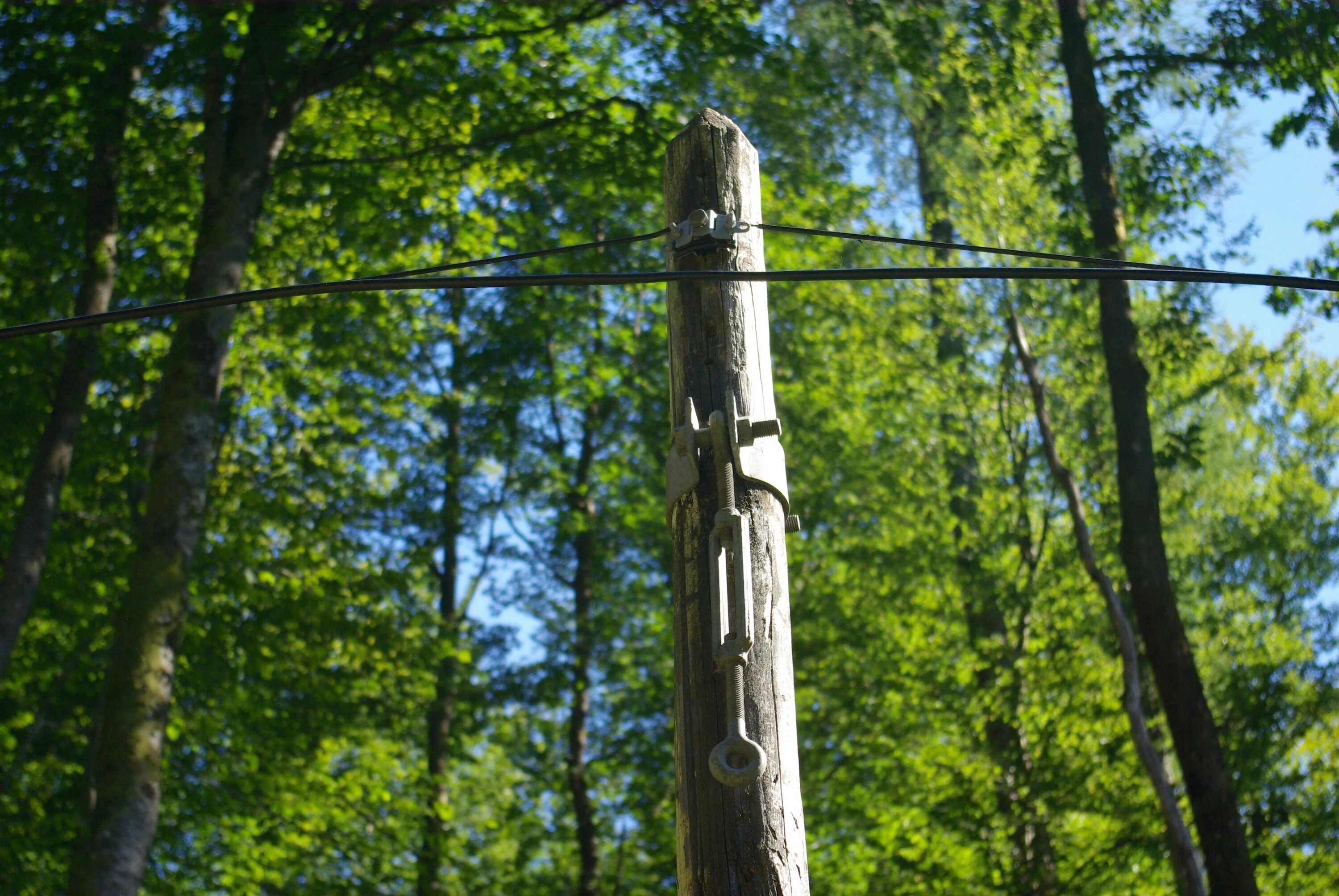 Спор между деревьями. Столбы с проводами в лесу. Провода в лесах. Кабель в лесу. Проволока между деревьев в лесу.