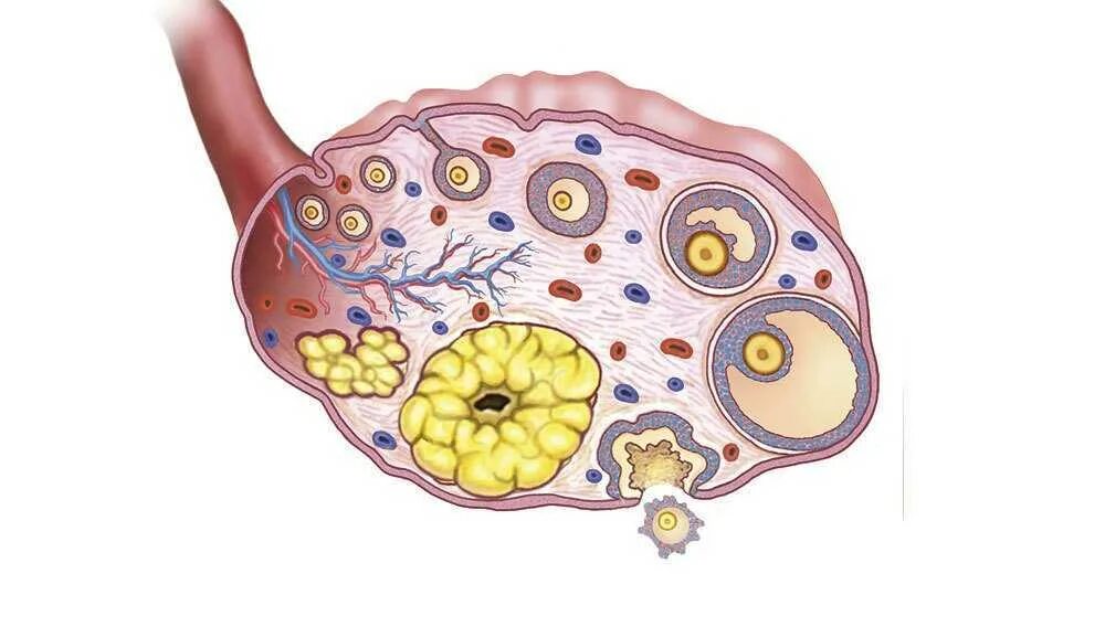 3 5 фолликулов в яичнике. Фолликул эндокринная система. Строение яичника женщины анатомия. Яичник с созревшим фолликулом анатомия. Жёлтое тело в яичнике анатомия.