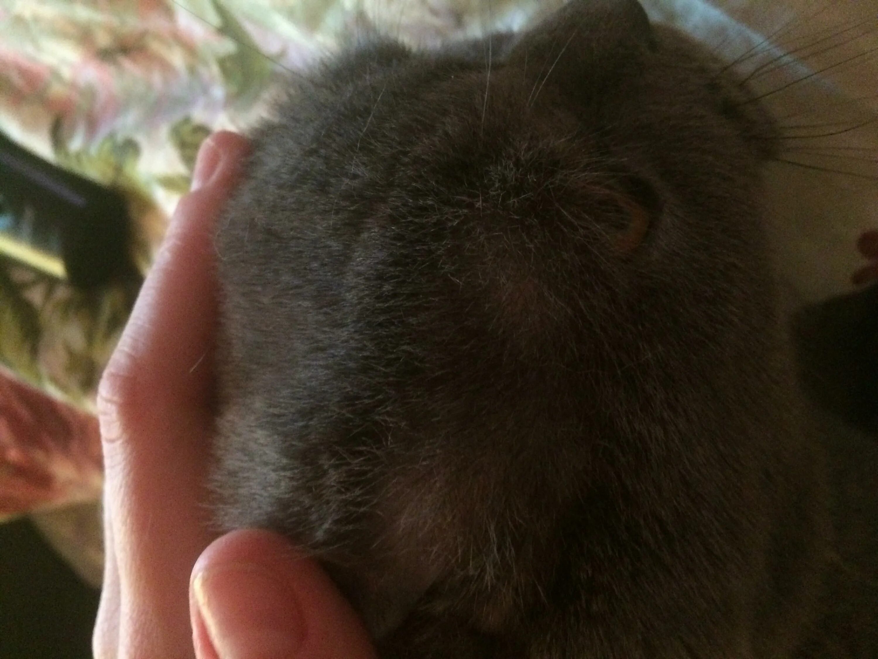 Кошка вылизывает шерсть до лысины. У кота над глазом проплешина. залысины у кошки над глазами. лысины у кота над глазами.