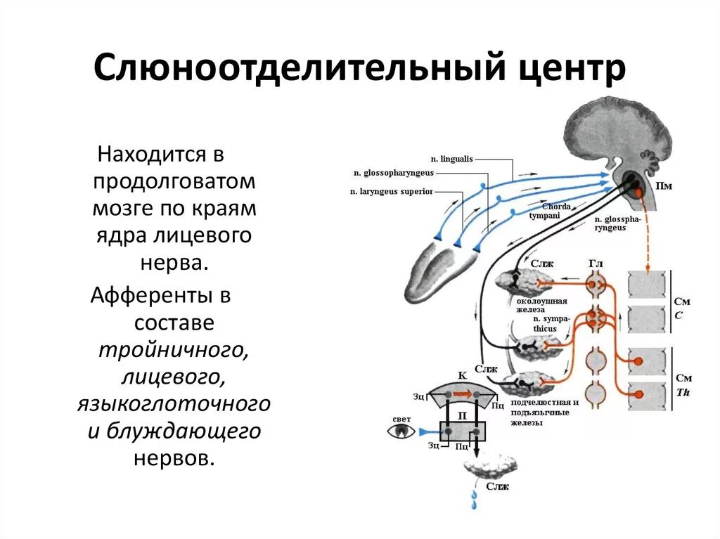 Условно и безусловно рефлекторная регуляция. Схема рефлекторной дуги регуляции слюноотделения. Схема безусловного рефлекса слюноотделения. Рефлекс слюноотделения схема. Схема условного рефлекса слюноотделения.