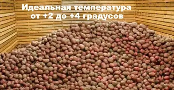 Температура картофеля в погребе. Хранение картошки в погребе. температура хранения картофеля в погребе. какая температура для хранения картофеля. температура хранения картошки в погребе.