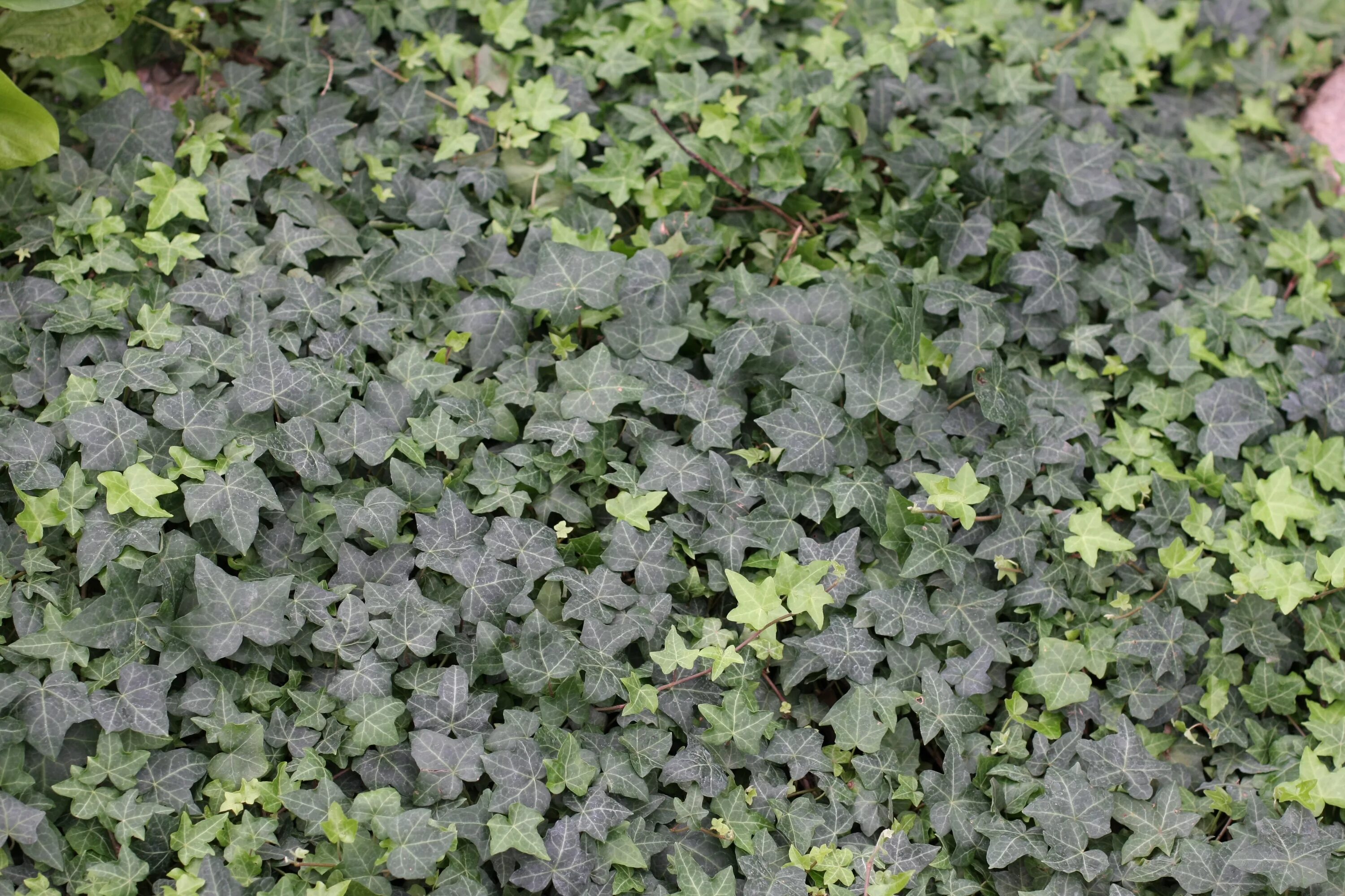 Плющ сканворд. Плющ обыкновенный (Hedera Helix). Плющ sagittaefolia. Плющ Гринхарт. Плющ Salvenica.