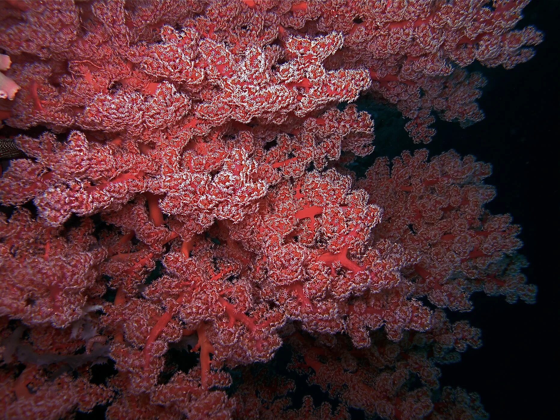 Red coral. Коралловые полипы альционарии. Восьмилучевые коралловые полипы. Восьмилучевые кораллы Octocorallia. Альционария Рубиновая.