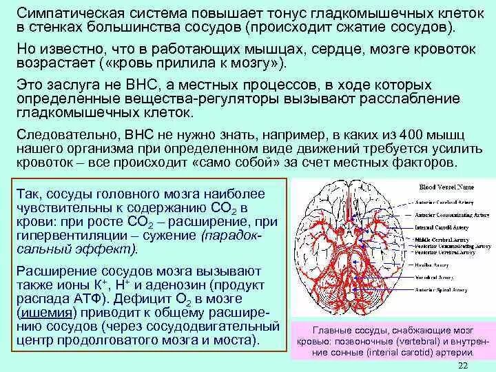 Как проверить сосуды. Расширенные сосуды головного мозга. сужение и расширение сосудов головного мозга. сужение артерий головного мозга. суженные сосуды головного мозга.