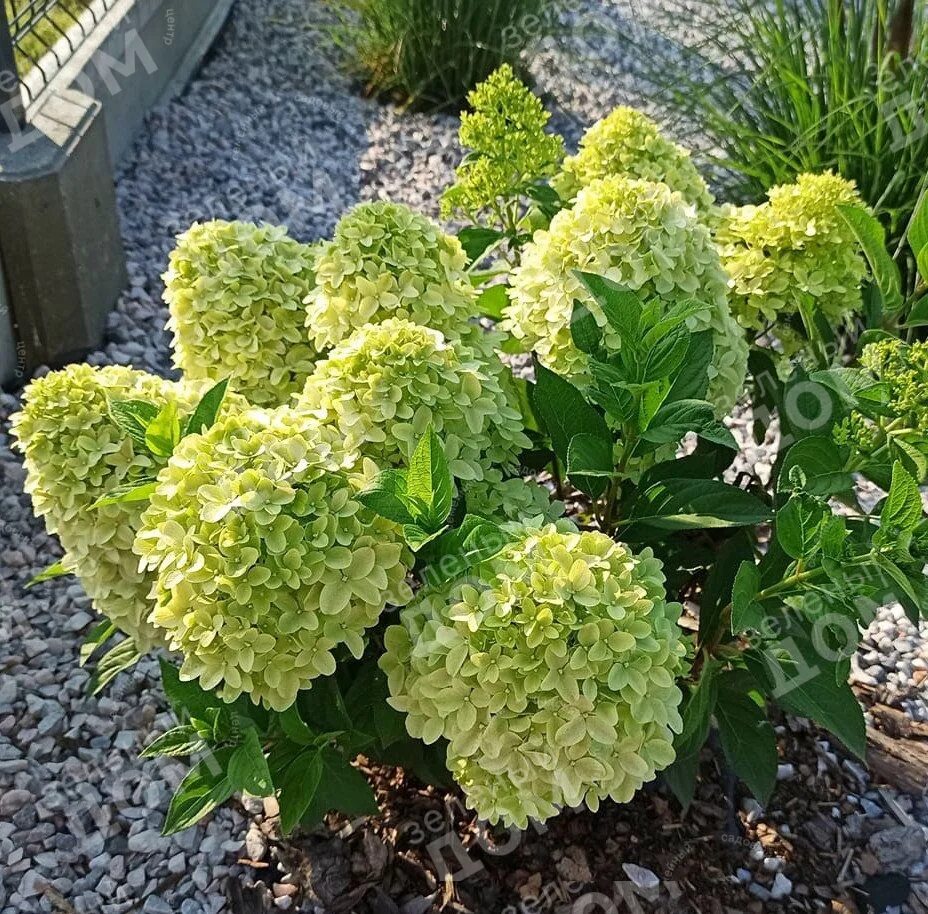 Гортензии метельчатые новые сорта. Hydrangea paniculata pandora.