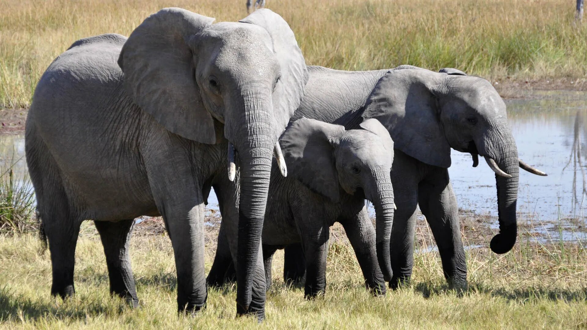 Elephants walking. Африканский слон слон. Саванновый Африканский слон. Африканский слон в Африке. Звери Африки.