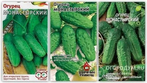 Огурцы сорт монастырский