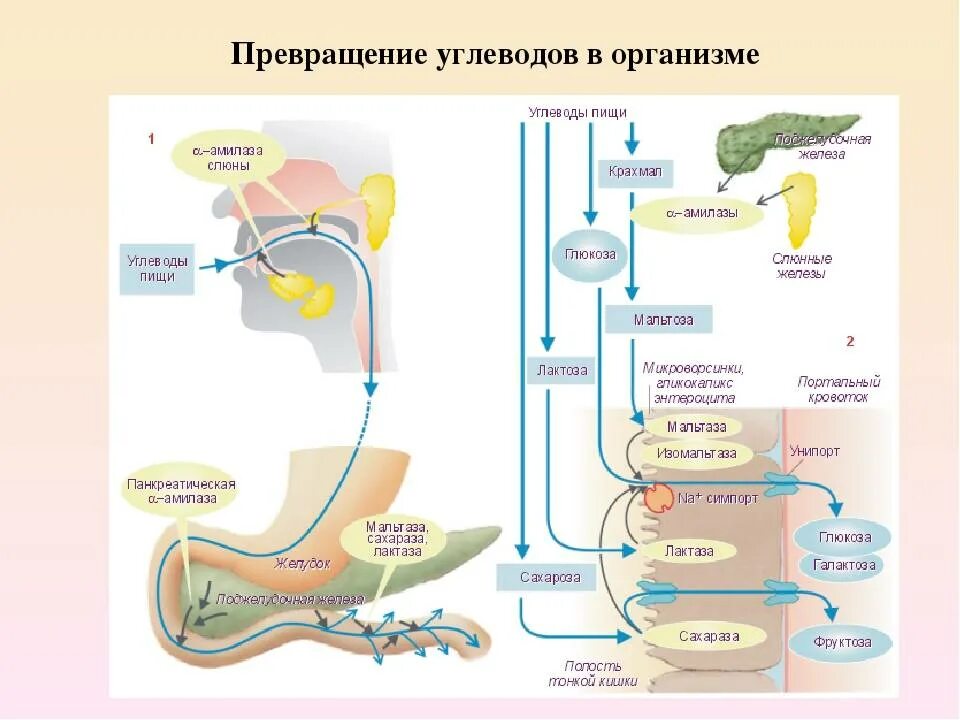 Фермент слюны расщепляющий белок. Биохимические превращения углеводов в пищеварительной системе.. Схема переваривания белков. Переваривание белков в желудочно-кишечном тракте схема. Схема расщепления углеводов в организме человека.