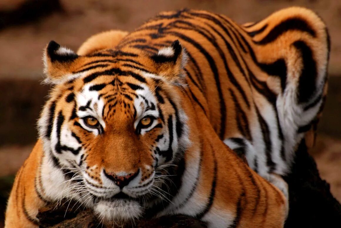 Tigr. Сенегальский тигр. Тигры 4r. Тигр вид спереди. Самые красивые тигры.