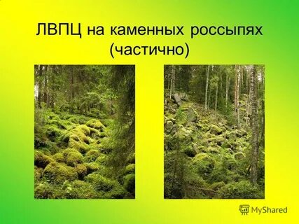 Лвпц