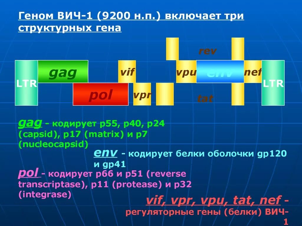 Белки вич. Геном ВИЧ. Геном вируса ВИЧ. Белки, кодируемые геном gag ВИЧ. Вирус иммунодефицита человека гены.