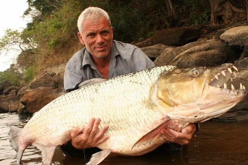 Как выглядит тигровая рыба Top 10 deadly fish in this world dangerous fish YouTube