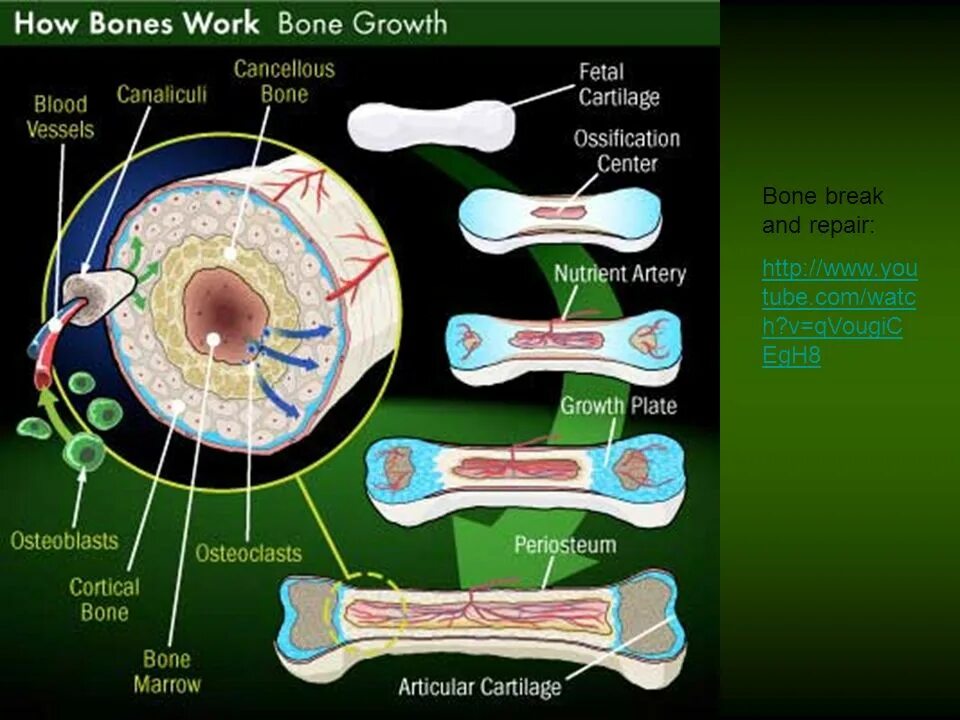 Боун Воркс. Cortical Bone. Конъюнктива анатомия физиология. Bone marrow artery.