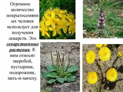 Покрытосеменные ткани какие