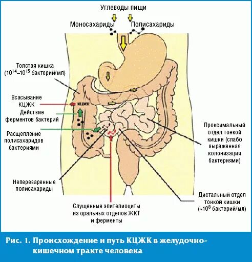 Повышенное кислотообразование в желудке. Пищеварительная система человека ph. Рн в двенадцатиперстной кишке. Ph в разных отделах пищеварительного тракта. Кишечник человека схема ободочная кишка.