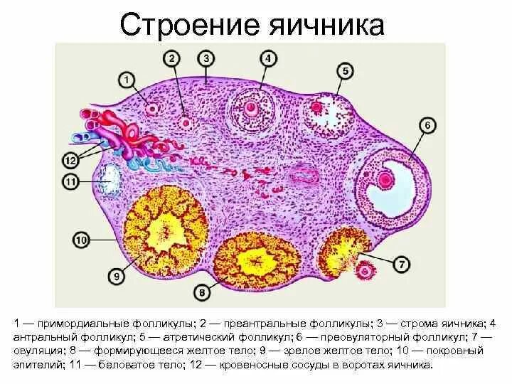 Гистология стромы что это. Фолликулы строма яичника. микроскопическое строение яичника. примордиальный фолликул гистология строение. схема гистологического строения жёлтого тела.