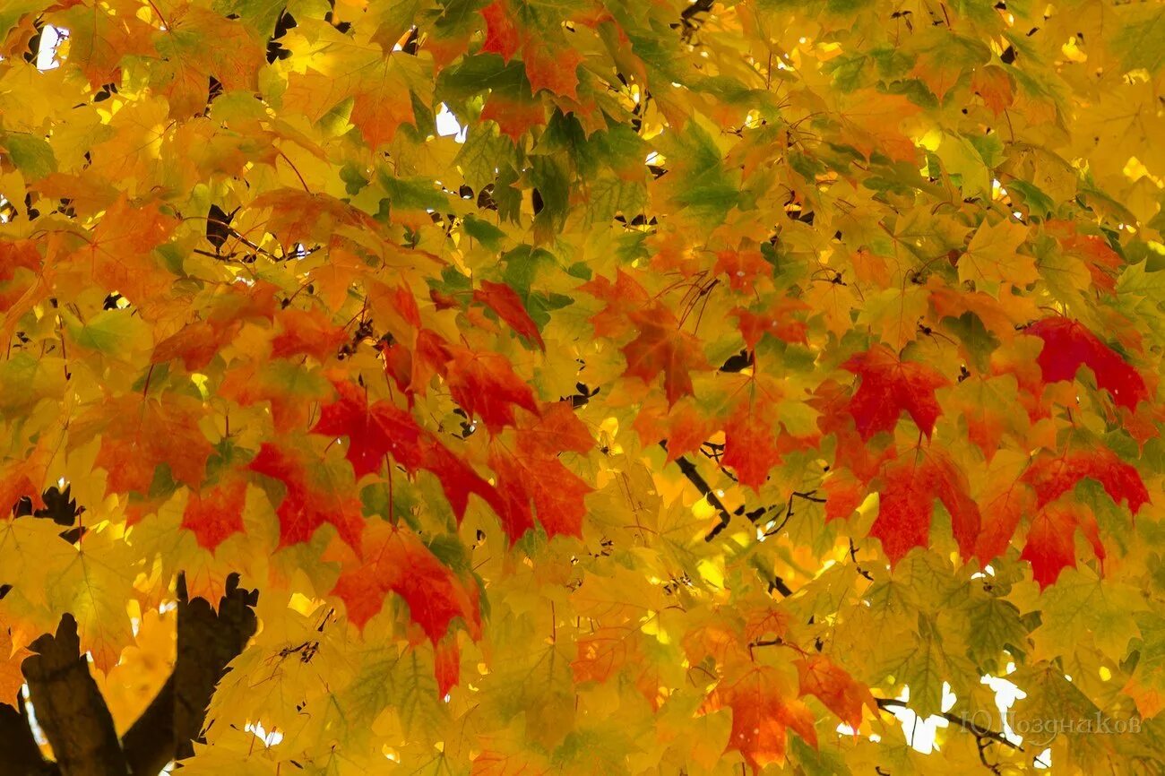 Листопад листопад листья желтые шуршат. Осенние листья на желтом фоне. Осенний фон с падающими листьями. Осенью листья облетают. Картина листопад с падающими листьями.