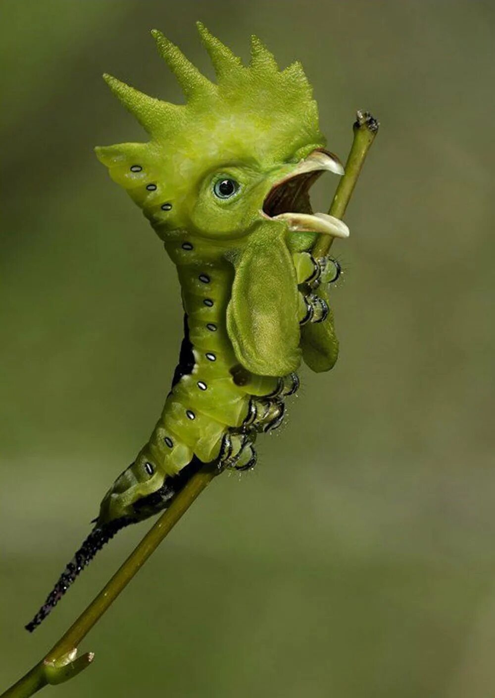 Мутанты животных гибриды. Смешные выдуманные звери. Фантастическое животное из двух животных. Есть несуществующие животные. Необычные красивые существа.