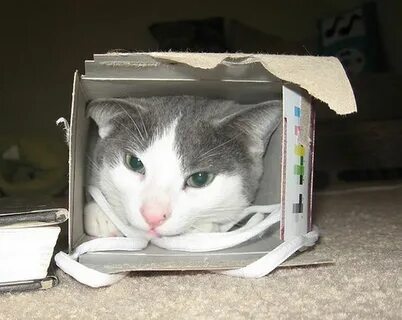 Почему везде коты