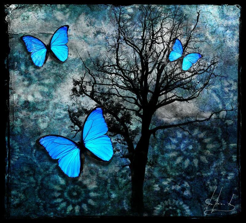 Волшебные бабочки. Синяя бабочка. Магические бабочки. Синие волшебные бабочки. Спящие ночью бабочки