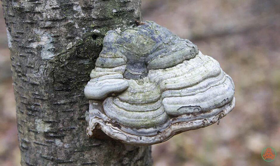 Как выглядит гриб трудовик botany What are those huge plants / fungi on trees called Biology Stack Exc