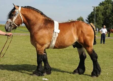 Stallion's