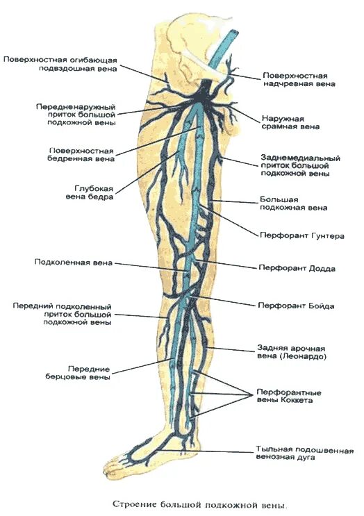 Карта вен нижних конечностей. Анатомия перфорантных вен нижних конечностей. БПВ вен нижних конечностей анатомия. Анатомия вен нижних конечностей перфоранты. Суральные вены голени анатомия.