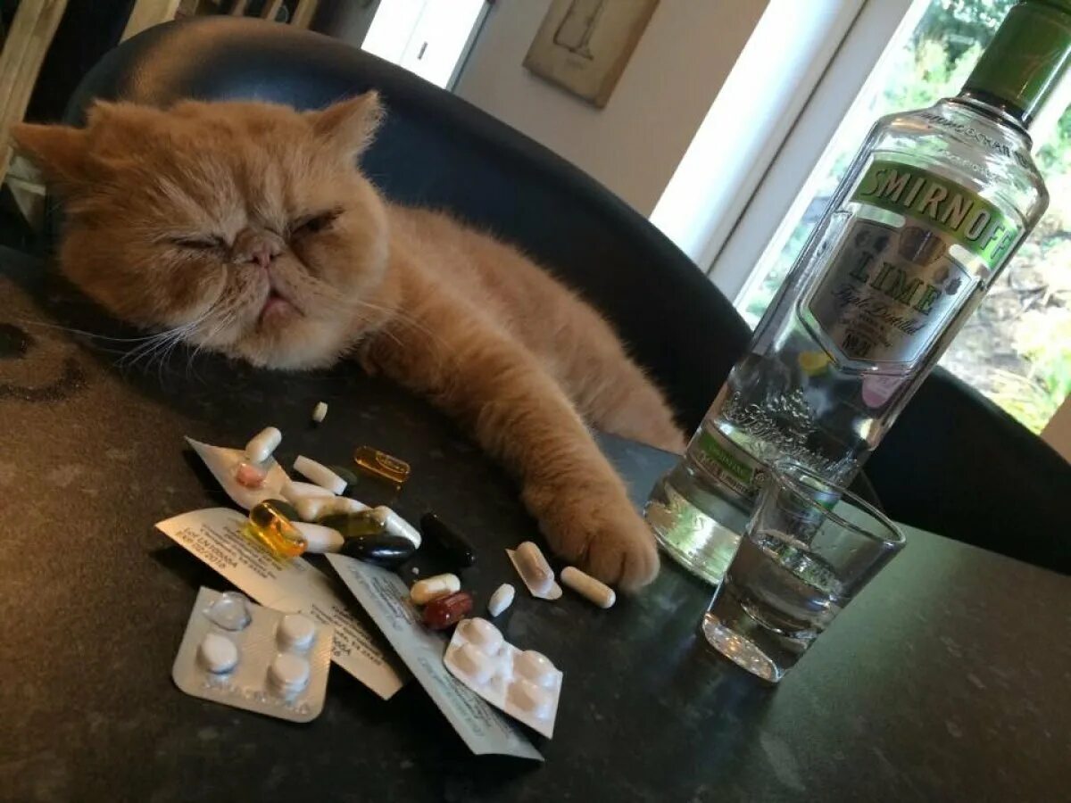 Картинки пьющий кот. Пьяный кот. кот в депрессии. кот бухает. кот с выпивкой.