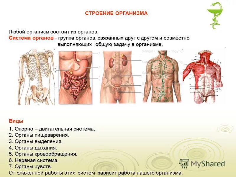 Лист группа органов