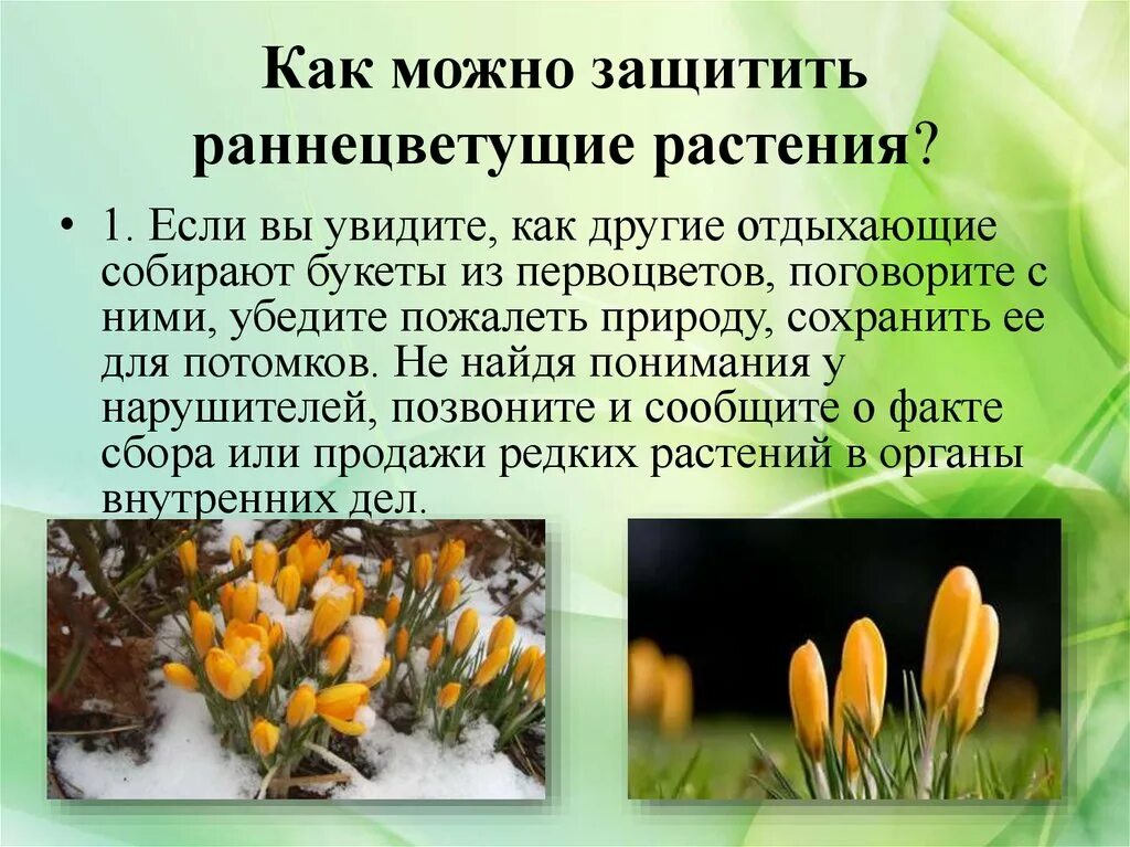 Названия раннецветущих растений окружающий мир 2 класс. Охрана раннецветущих растений. ранне цветущее растения. презентация по теме первоцветы. раннецветущие растения цветы.