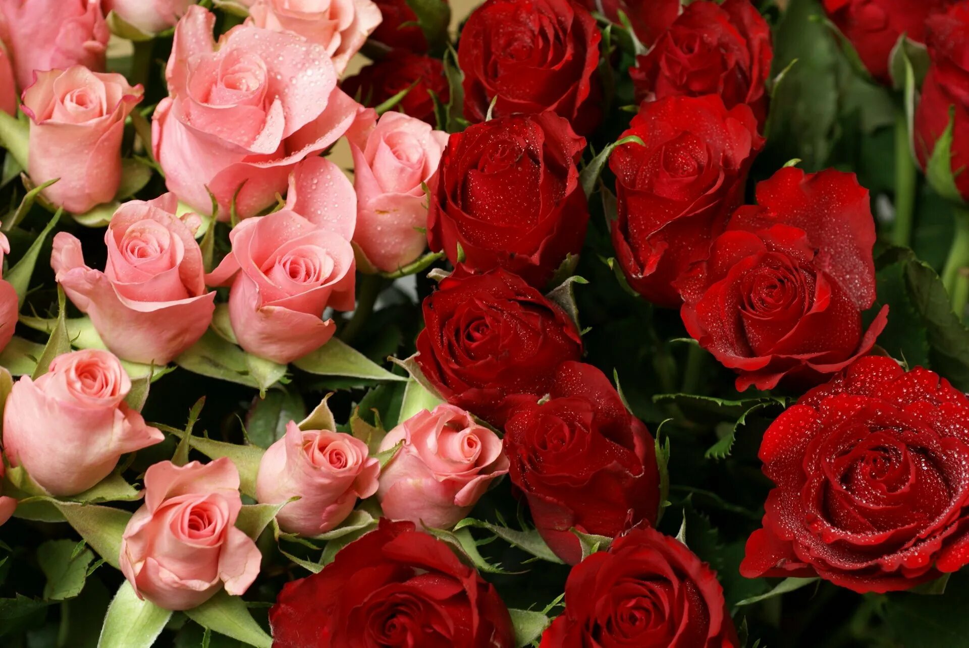 Шикарные цветы. Роскошные розы. Букет роз. Красивый букет роз.
