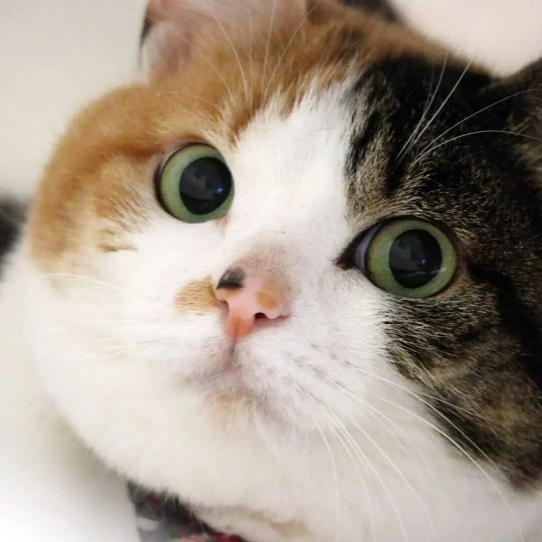 Милое лицо кота. Милые коты. Мордочка котенка. Милые котики. Милое лицо кота.