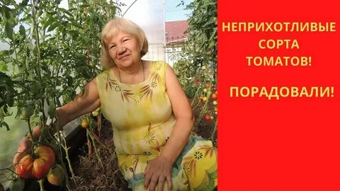 Самый неприхотливый сорт помидор