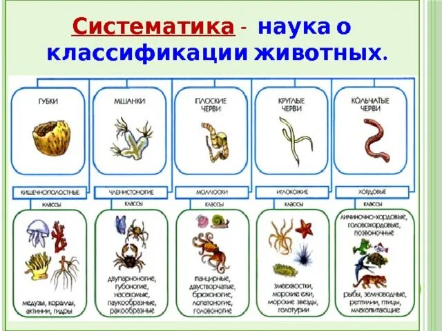 1 пример классификации животных Проект по биологии 7 класс животные: найдено 84 картинок