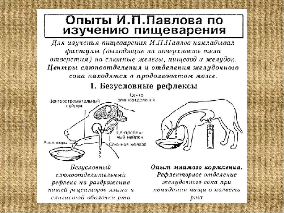 Рефлекс собаки Павлова кратко. Павлов эксперимент с собакой рефлексы. Опыт собака Павлова рефлекс.