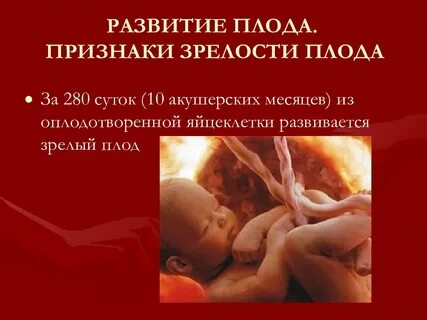 Перинатальное развитие плода