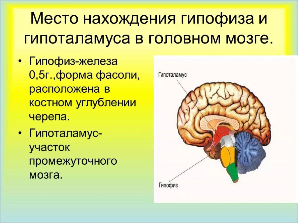 Гипофиз в каком мозге