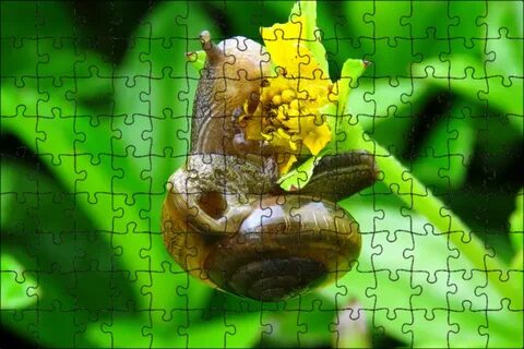 Улитка насекомое или животное