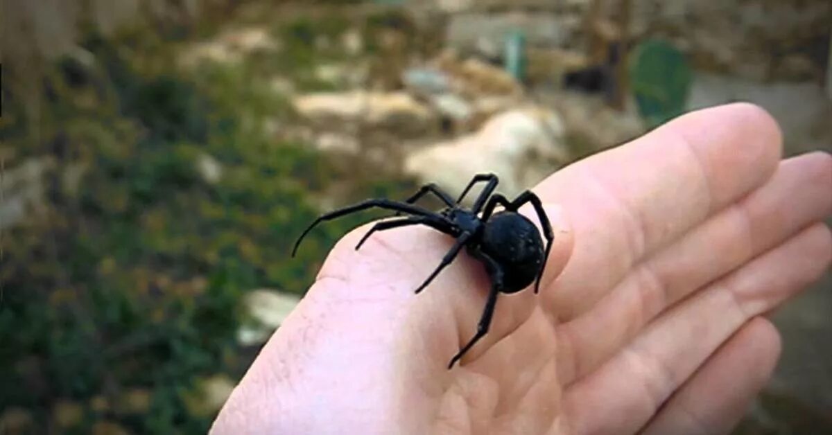 Каракурт паук самец. Каракурт черная вдова. Самка каракурта чёрная вдова. Latrodectus mactans чёрная вдова.