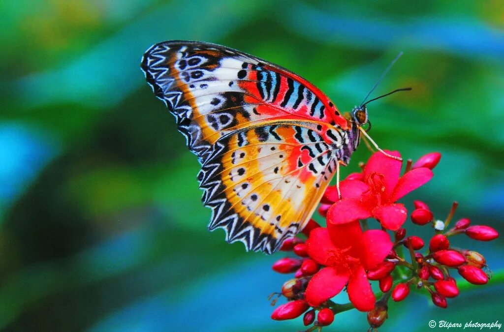 Cethosia cyane. Бабочки. Яркие бабочки. Красивые бабочки. Видео где бабочка