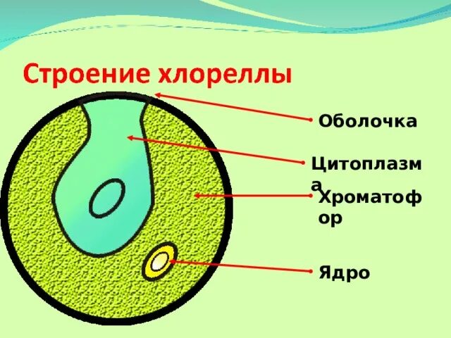 Функции хлореллы 7 класс. Одноклеточная водоросль хлорелла. хлорелла водоросль строение. хроматофор хлореллы. строение оболочки хлореллы.