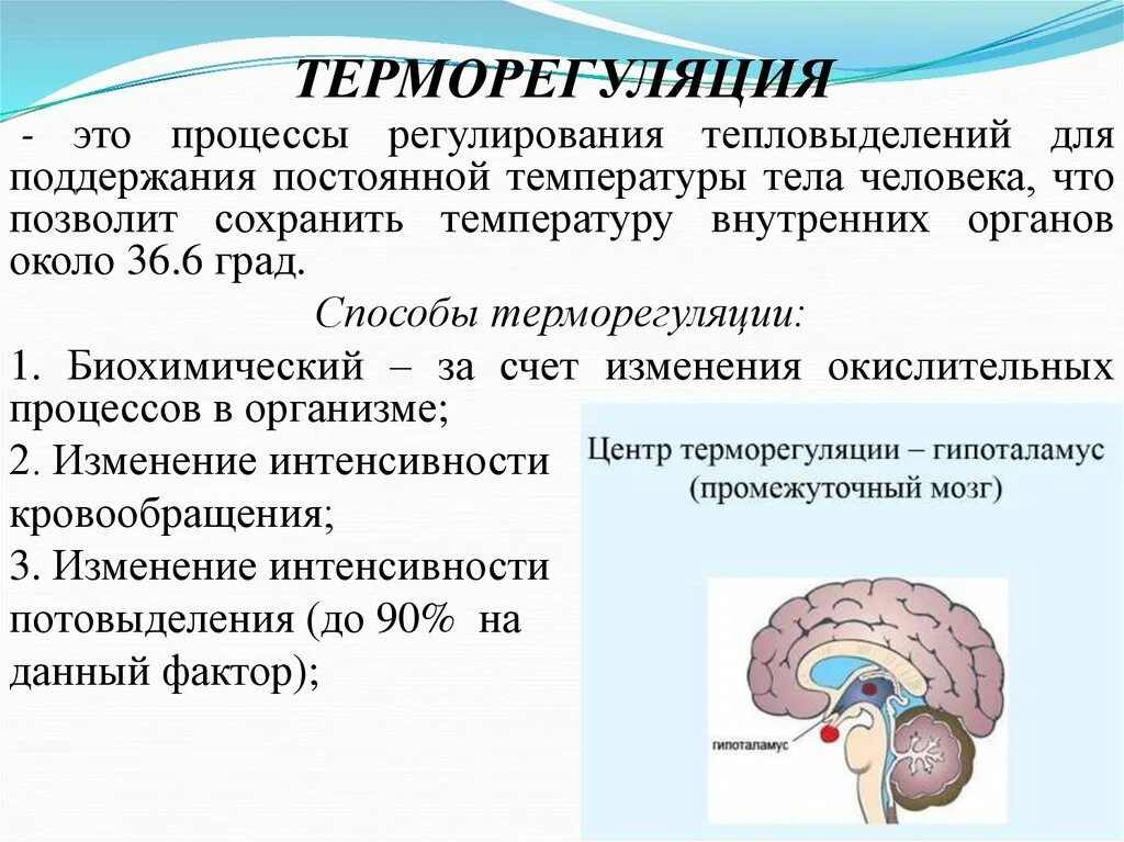 Терморегуляция. Процессы терморегуляции. Процессы терморегуляции человека. Охарактеризуйте процесс терморегуляции.