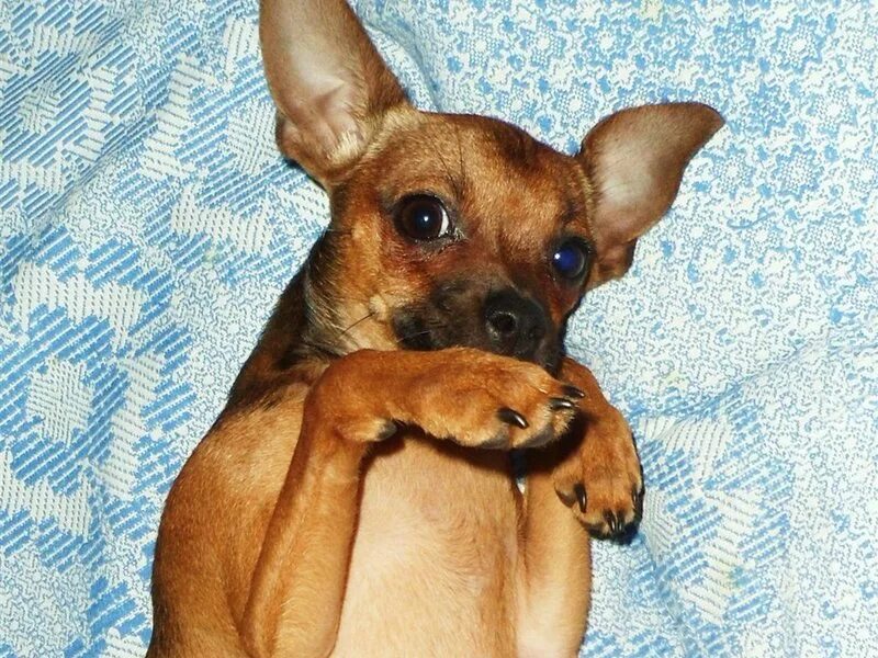 Той терьер русский гладкошерстный рыжий. Карликовый терьер рыжий. Карликовый той терьер белый. Русский той терьер гладкошерстный. Той терьер рыжий.