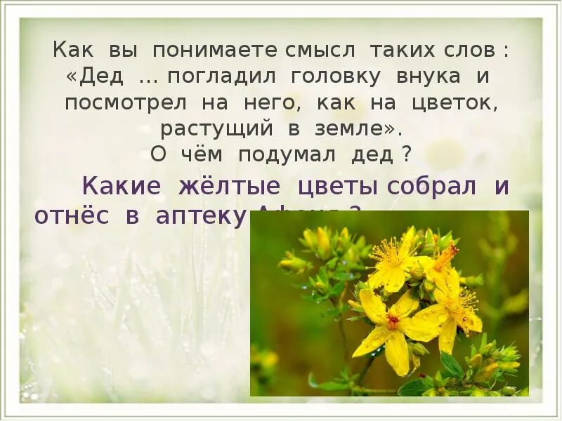 Дед смысл. Смысл слов как цветок растущий на земле. цветок на земле дед. как понять смысл текста. цветок на земле платонов о чем подумал дед.