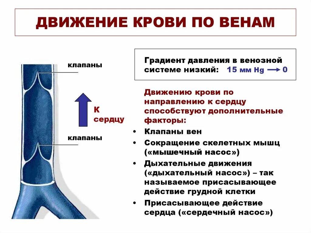 Особенности строения и функции вен. Факторы способствующие движению крови в артериях. факторы мешающие движению крови по сосудам. строение вен нижних конечностей клапаны. клапаны венозных сосудов выполняют функцию.