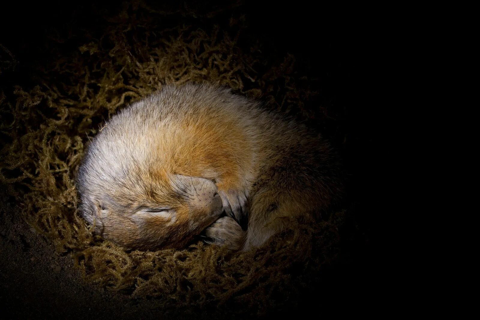 Free Vector Winter animals hibernating Winter animals, Animal projects, Hibernat