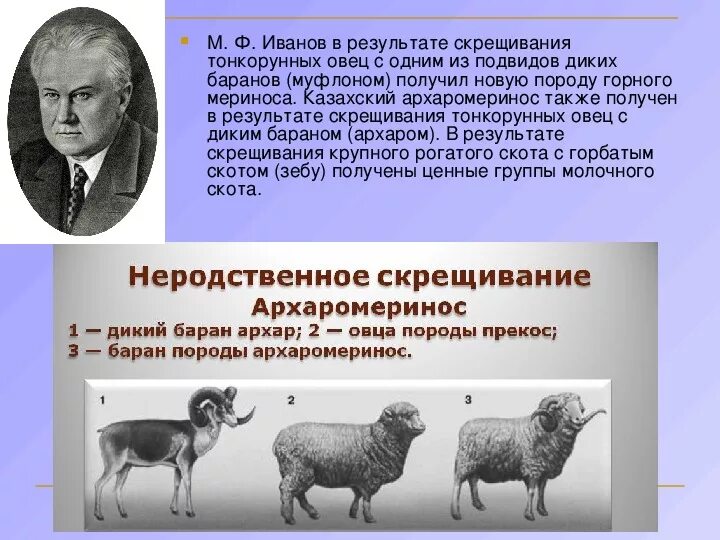 Тонкорунные овцы меринос + дикий баран Архар = архаромеринос. Новые породы животных. Выведение новых пород животных. Новые породы животных и растений.