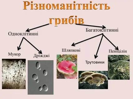 Белый гриб одноклеточный