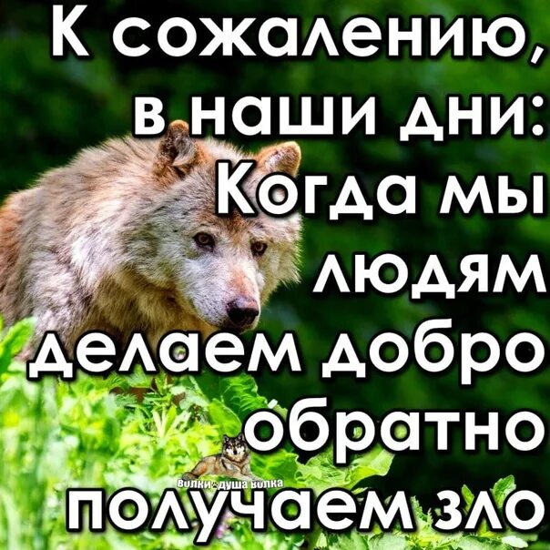 Сделаешь добро получишь. Не делай людям добра не получишь. когда делаешь добро людям получаешь зло. статус не делай добра не получишь зла. поговорка не делай людям добра.